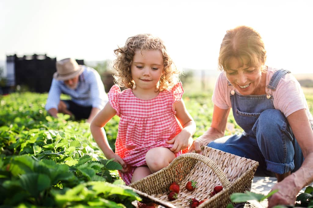 Grandmother and young girl picking strawberries into a basket on a sunny farm